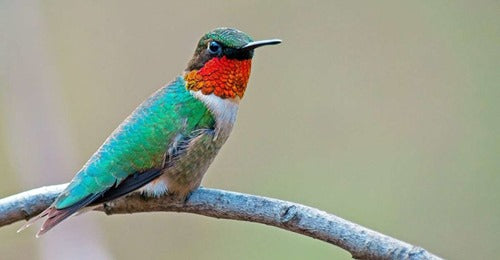 guess-how-far-a-hummingbird-can-fly-without-stopping