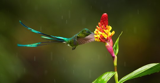 how-are-hummingbirds-so-good-at-flying