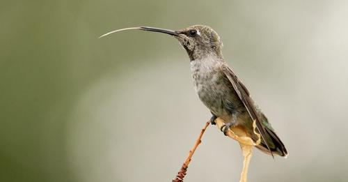 how-do-hummingbirds-use-their-tongues-and-beaks