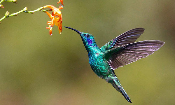 how-to-attract-hummingbirds