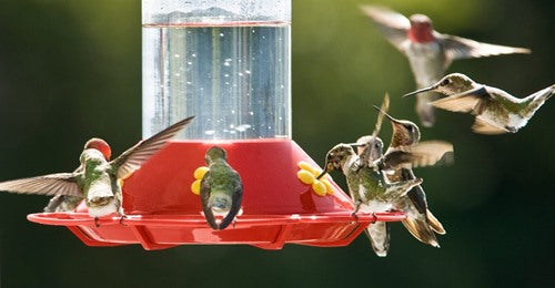 how-to-clean-hummingbird-feeders