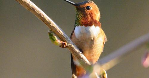 how-to-help-hummingbirds-in-hot-weather