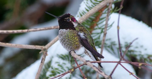 how-to-help-hummingbirds-in-winter