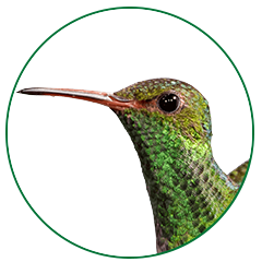 hummingbird-bill