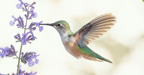 hummingbird-conservation