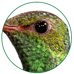 hummingbird-eyes