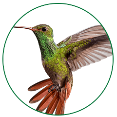 hummingbird-feathers