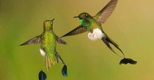 hummingbird-guide-species-facts-and-where-to-see