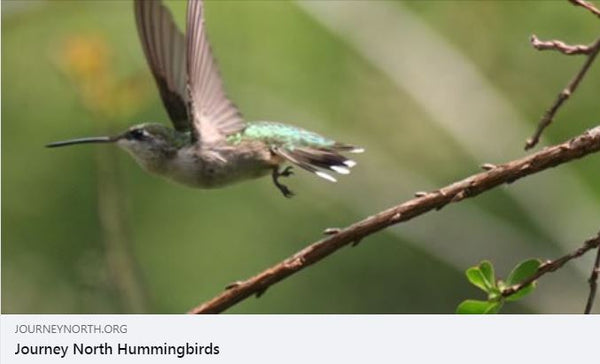 hummingbird-navigation