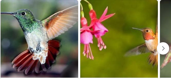 hummingbird-pictures