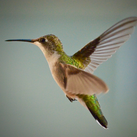 hummingbird's wings