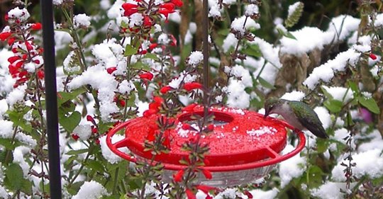 hummingbirds-in-winter