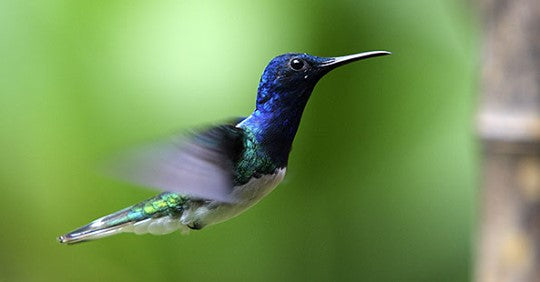 hummingbirds-magic-in-the-air