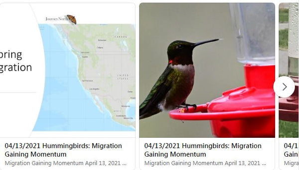 hummingbirds-migration-gaining-momentum