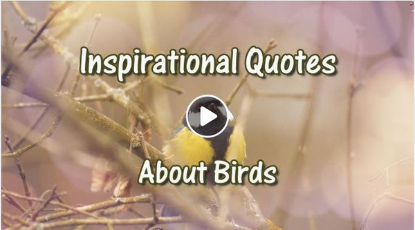 inspirational-quotes-about-birds