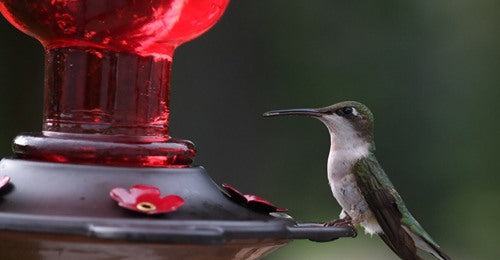 is-it-safe-to-freeze-hummingbird-nectar