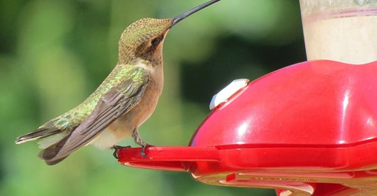 is-your-hummingbird-nectar-spoiled
