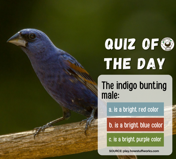 Bird Quiz