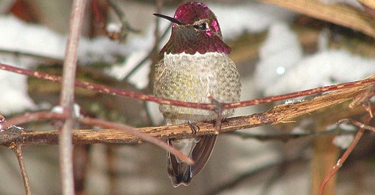 learn-how-to-find-hummingbirds-in-the-wintertime