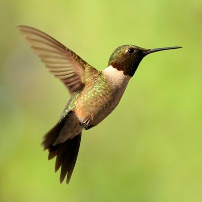 life cycle of the hummingbird