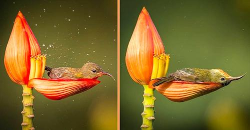 photographer-captures-tiny-bird-using-a-flower-petal-as-her-bathtub