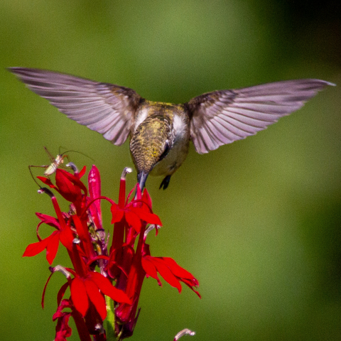 Top 20 Fun Trivia about These Tiny Wonders