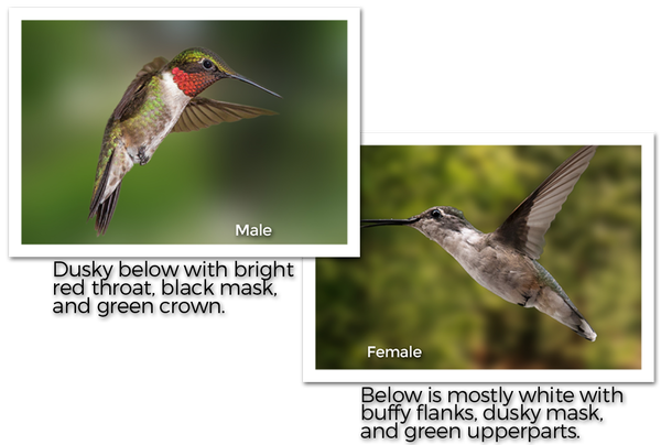 ruby-throated-hummingbirds-male-and-female