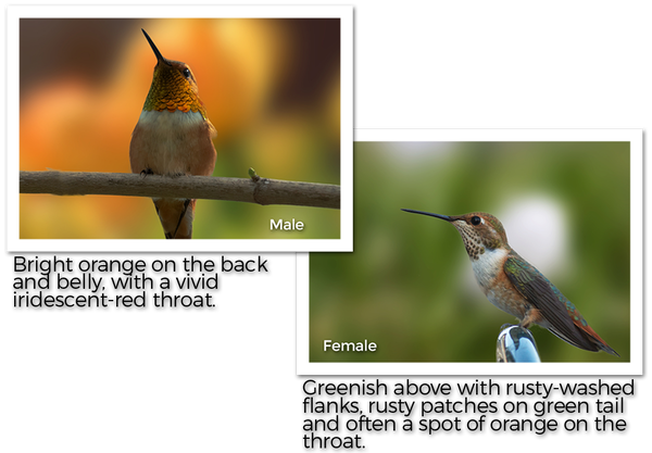 rufous-hummingbird-male-and-female