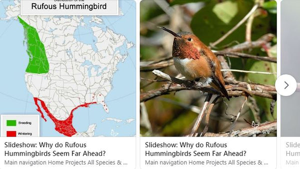 rufous-hummingbird-spring-migration