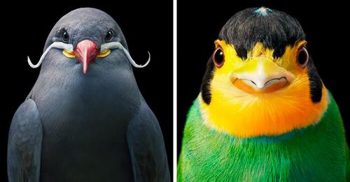 25 Striking Portraits Of Rare And Endangered Birds