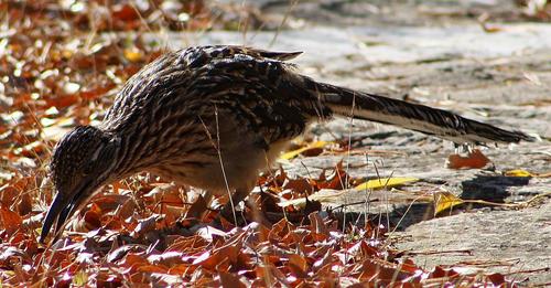 should-you-feed-wild-birds-in-the-fall
