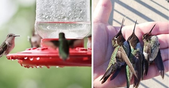 spoiled-nectar-in-dirty-hummingbird-feeders-can-be-deadly