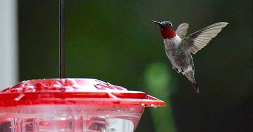 sugar-water-for-hummingbirds-101