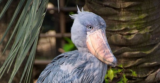 the-25-weirdest-birds-you-ve-never-heard-of-but-need-to-know