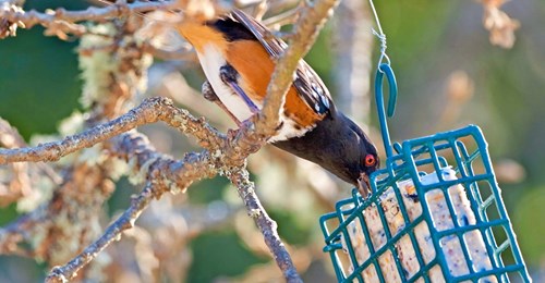 the-6-best-autumn-bird-feeding-tips