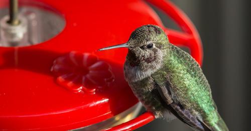 the-best-way-to-feed-hummingbirds-in-warm-weather