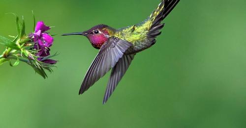 the-many-sounds-of-hummingbirds