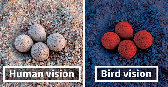 this-is-how-birds-see-the-world-as-compared-to-humans