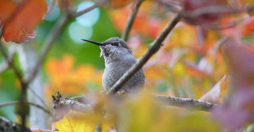top-10-ways-to-help-birds-in-fall