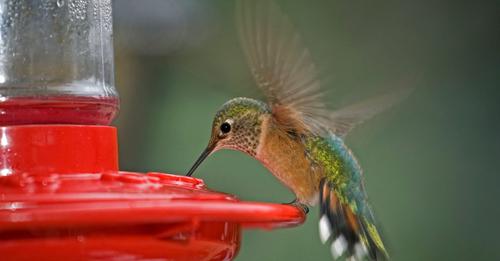 watch-what-you-should-know-about-the-fall-migration-of-hummingbirds
