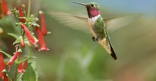 when-to-expect-hummingbirds-this-spring