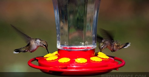 when-to-feed-hummingbirds
