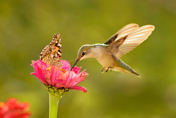 where-do-hummingbirds-migrate-in-winter