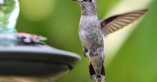 why-you-should-make-your-own-hummingbird-food