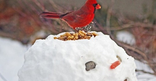 winter-birds-myths-and-facts