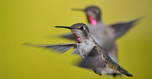 you-re-seeing-fewer-hummingbirds-at-your-feeder