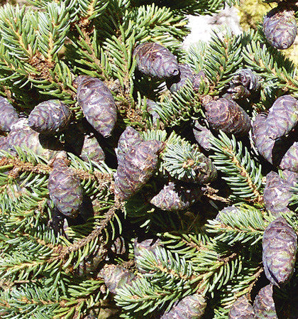 Black spruce