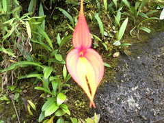 Masdevallia Veitchiana orchid, Divine Goddess