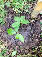 Lemon Balm