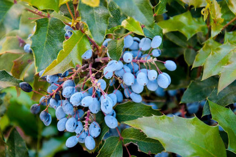 Oregon Grape